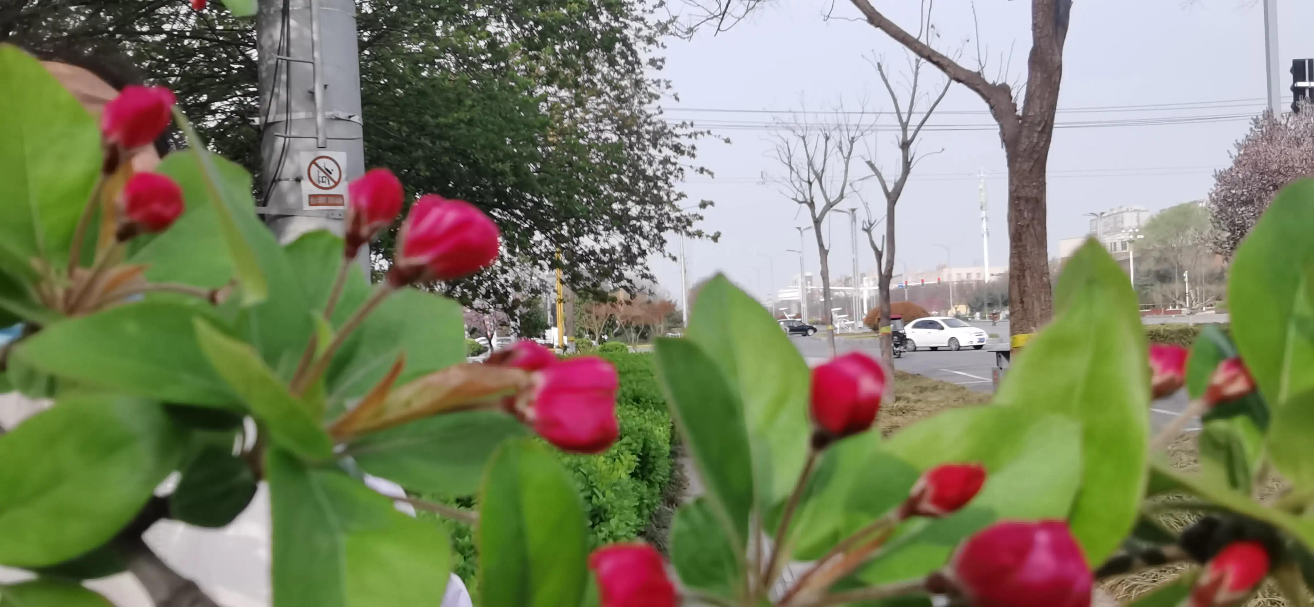聊城高新区最新动态，自然美景之旅探寻心灵宁静的港湾