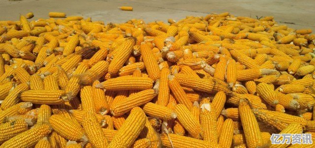 烟台玉米价格最新动态更新