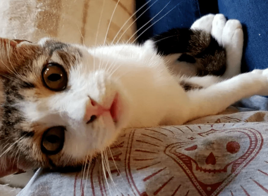 时代背景下的猫缘情深，最新领养猫咪体验分享