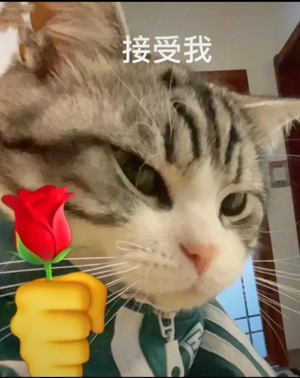 玫瑰表情最新，时代变迁中的情感符号新解读