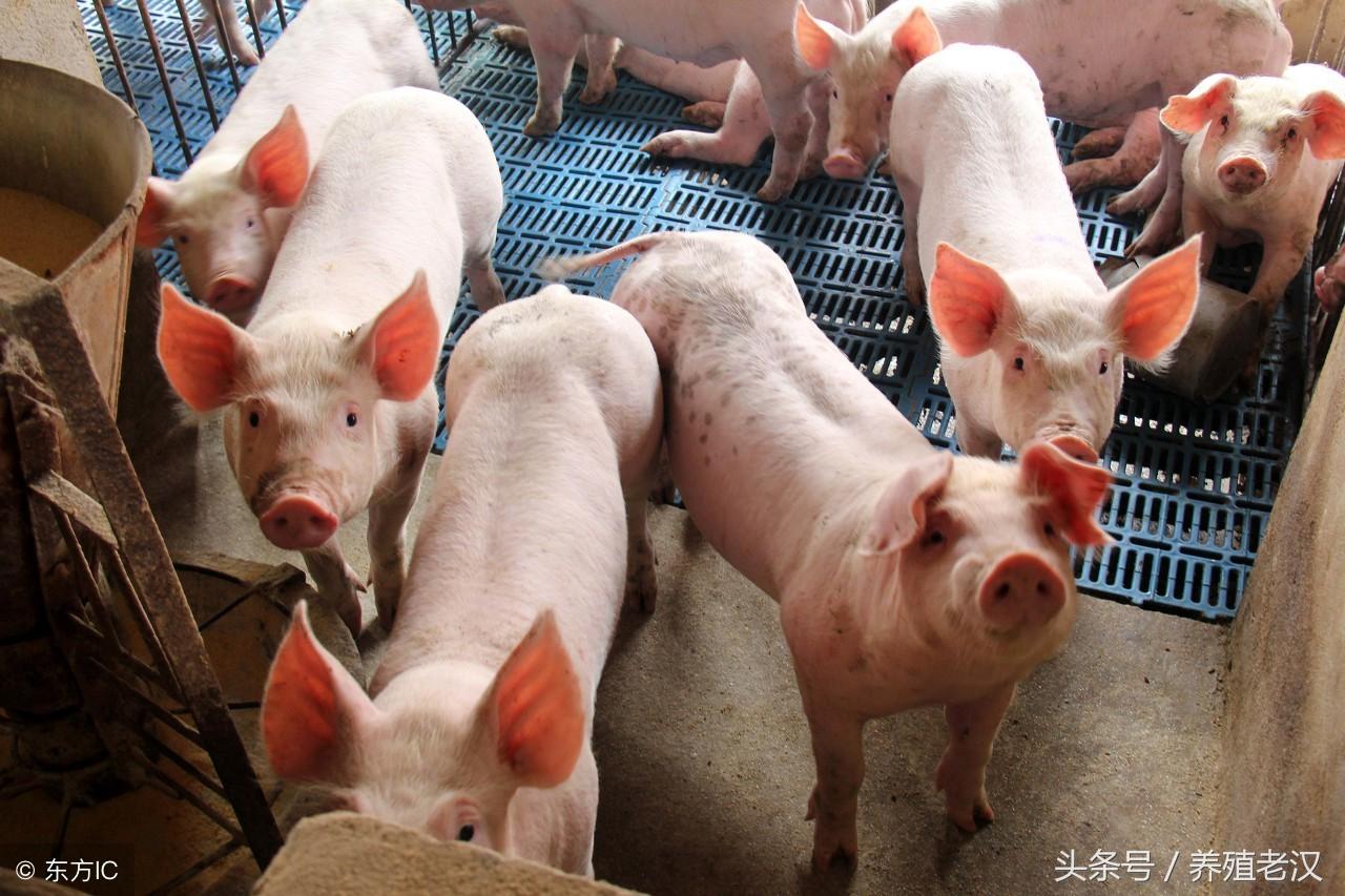 贵州今日猪价最新报价，时代印记与市场的脉动