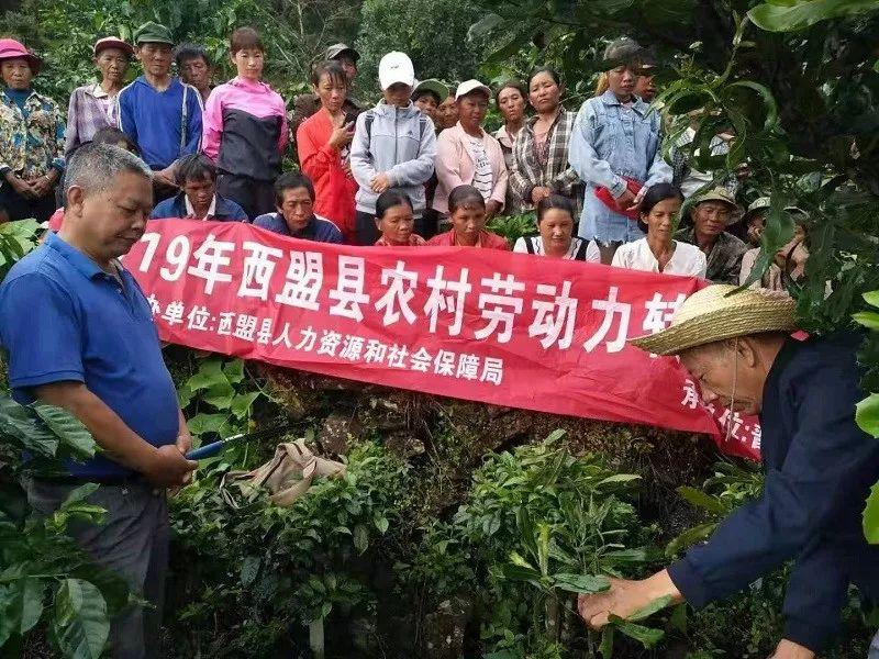澳洲坚果行情深度解析，市场走势、论述与洞察