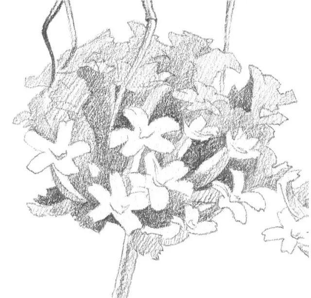 花蝴蝶电视剧，魅力与深远影响