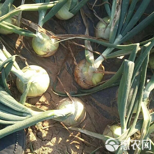 丰县洋葱的成长之路，价格动态与励志故事同步展开