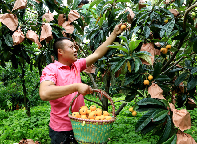 最新枇杷上市，尝鲜季节甜蜜来袭！🍈💛