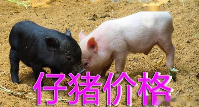 全国各地仔猪价格变化中的机遇与自我超越之路