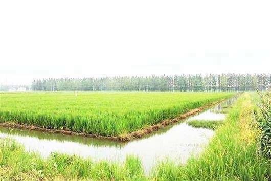 最新粘稻子价格揭秘，稻田之旅的心灵探寻