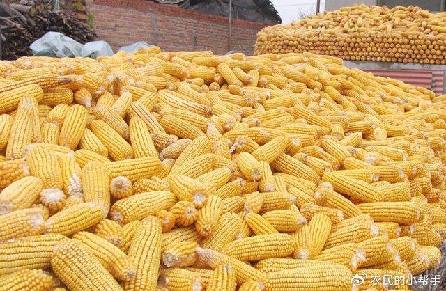 双鸭山玉米情缘，最新价格与温馨日常解读