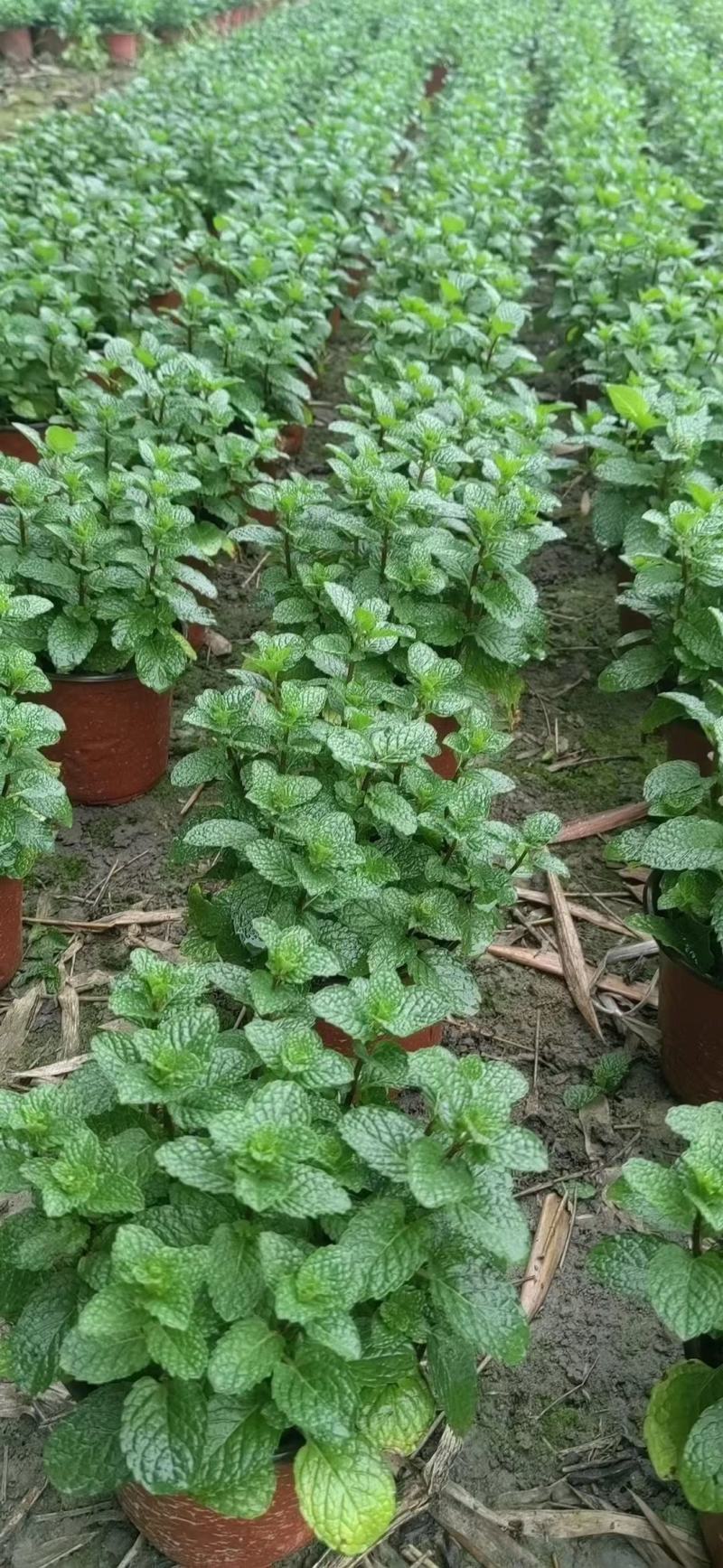 薄荷最新价格，友情与陪伴的温暖故事启程。
