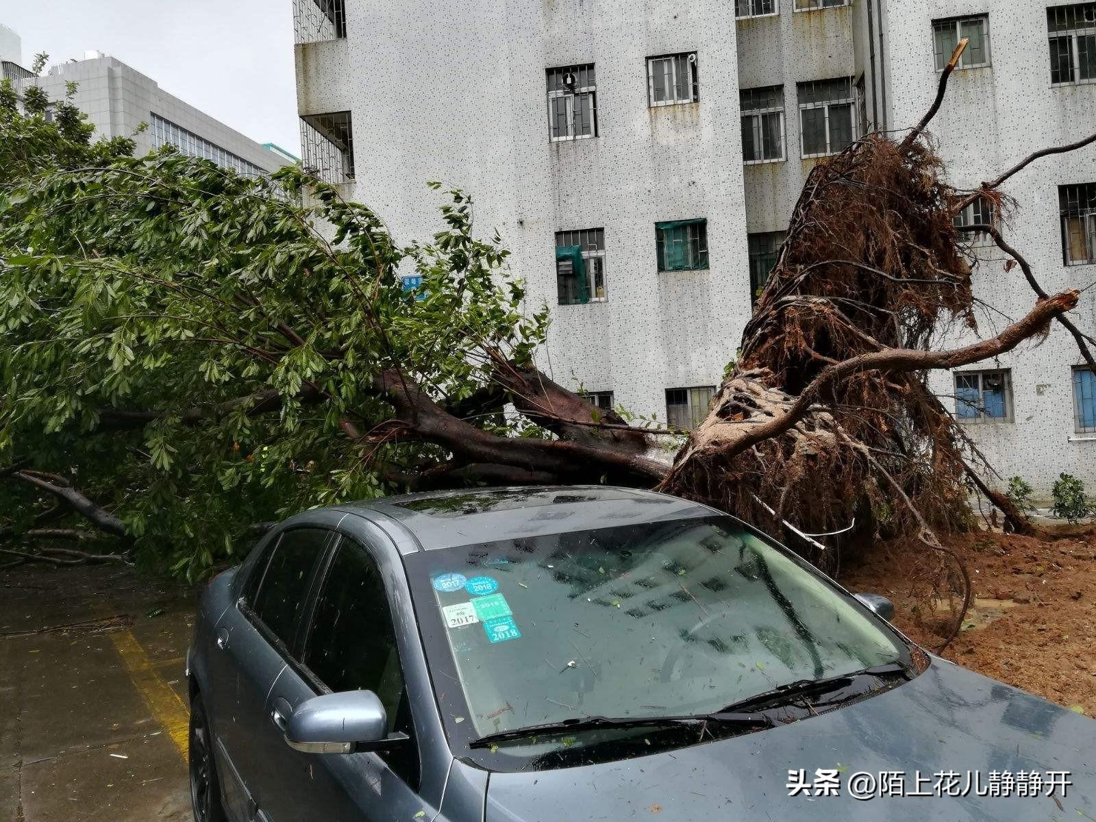 天鸽最新动态，开启自然之旅，探寻内心宁静与平和