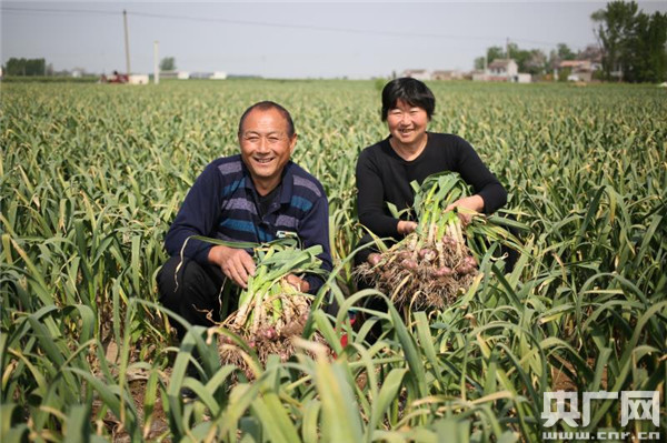 杞县蒜薹价格最新行情详解及获取指南