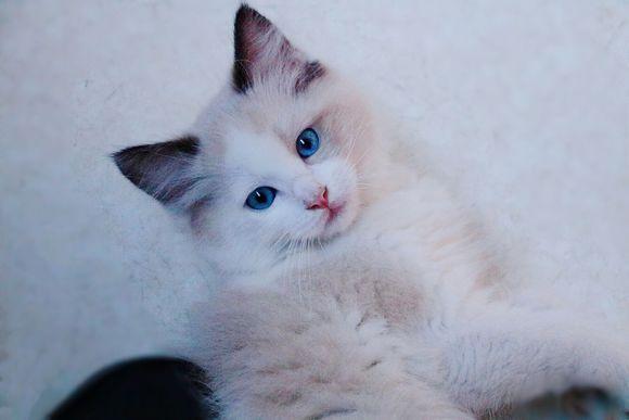 探索未知世界的神秘角落，最新地址快猫🐱